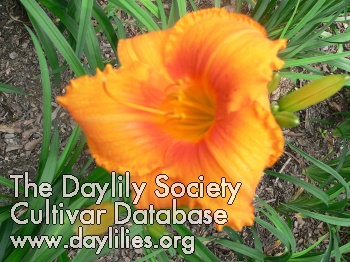 Daylily Halloween is Today